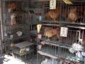 Kina-2004-80